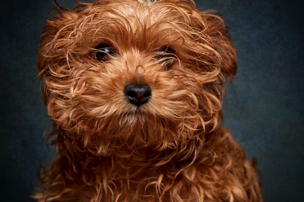 10 razões para adoptar um cão