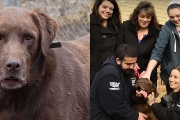 Labrador é resgatado e reencontra a sua família 5 anos depois (vídeo)