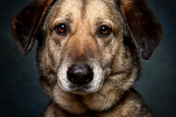 5 razões para adoptar um cão sénior
