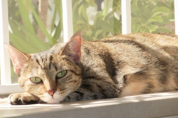 Joaninha – A gata maravilhosa